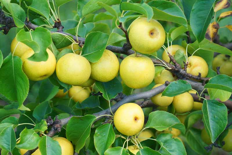 A close up horizontal image of a Pyrus pyrifolia tree laden with ripe fruits ready for harvest, surrounded by foliage.