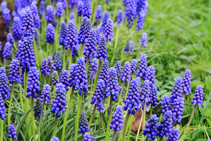 A close up of purple grape hyacinth flowers growing in the garden on upright stems surrounded by foliage fading to soft focus in the background.