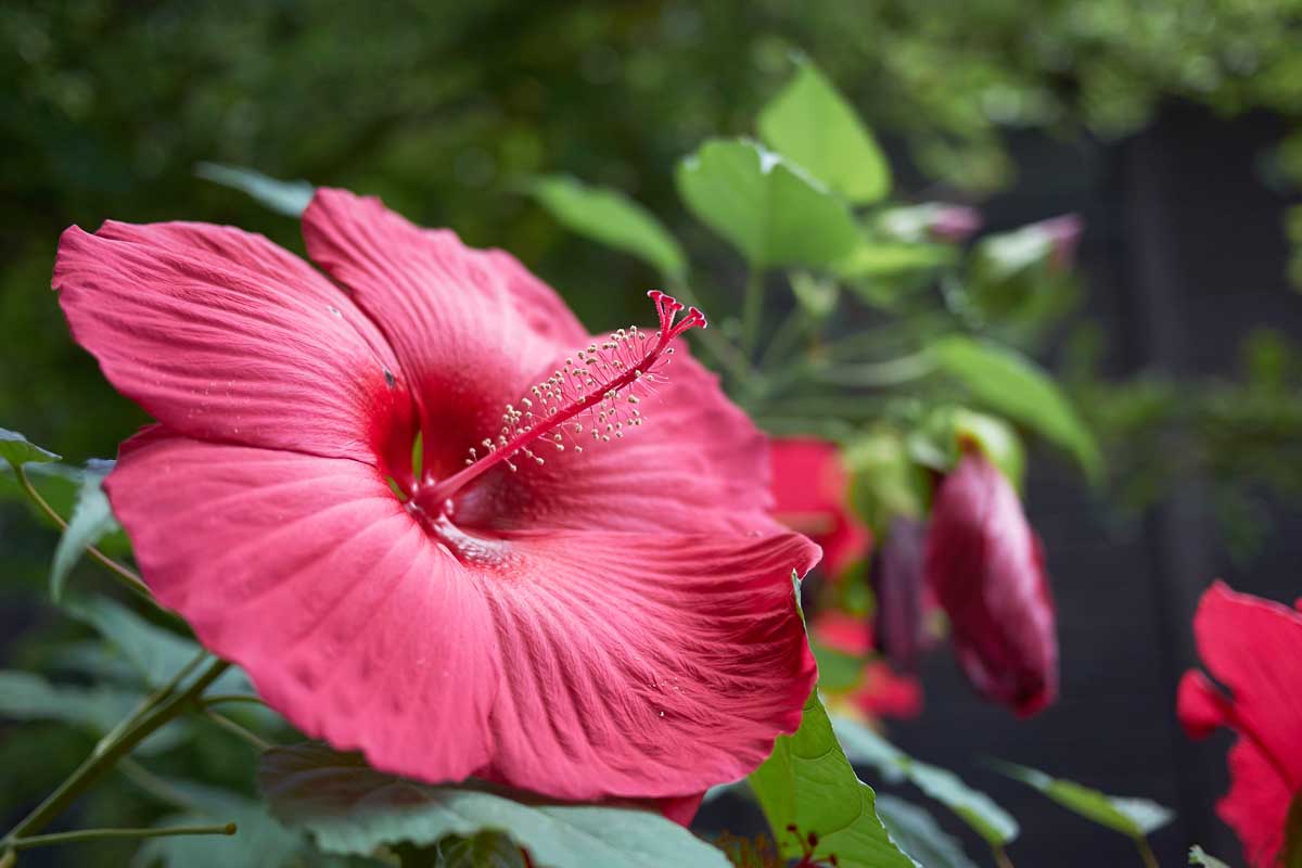 A close up of a bright red H. moscheutos flower growing in the garden surrounded by foliage on a soft focus background.