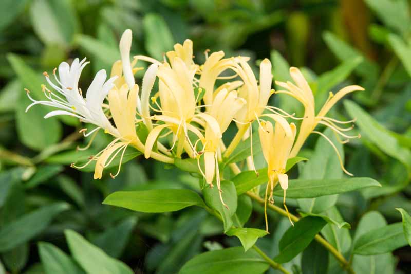 A close up horizontal image of the creamy yellow flowers of Japanese honeysuckle (Lonicera japonica) pictured on a soft focus background.