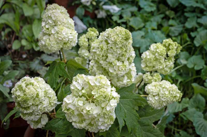 A close up horizontal image of Hydrangea quercifolia growing in the garden with white flowers and green foliage pictured on a soft focus background.