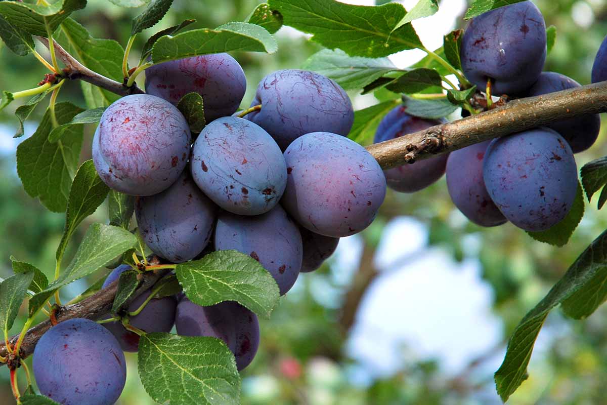 A close up horizontal image of dark purple plums growing in the garden pictured on a soft focus background.
