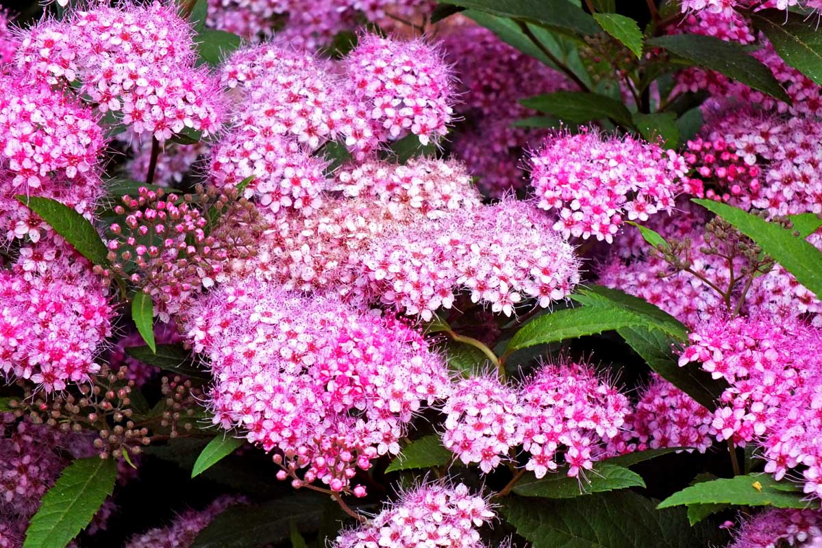 Small clustered pink blooms of spirea flowers.