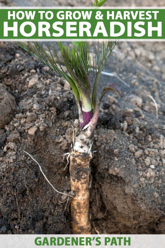 Side profile of a horseradish root growing in garden soil. Cut out view.
