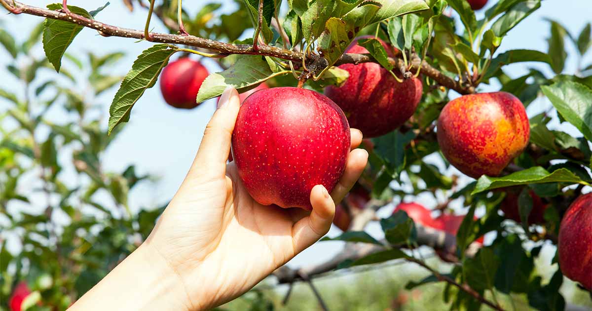 A person is picking a perfectly ripe, bright red apple from a tree branch that is supporting many of the delicious fruits.