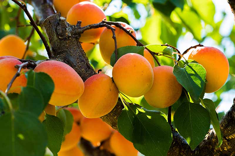 A close up horizontal image of an apricot tree with ripe fruits growing on the branches pictured in light light filtered sunshine on a soft focus background.