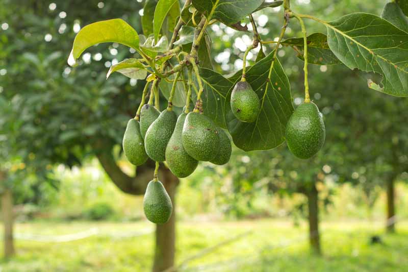 Ripe avocados hanging from a tree.