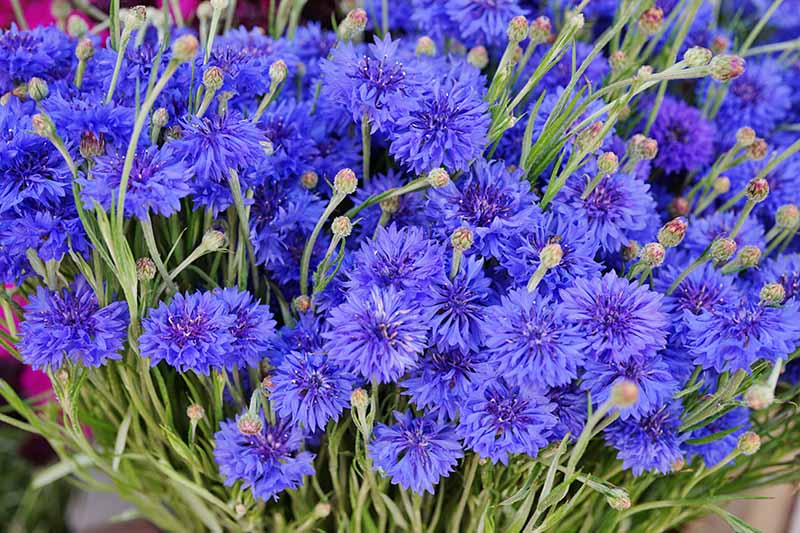A close up horizontal image of a large bunch of blue cornflowers.