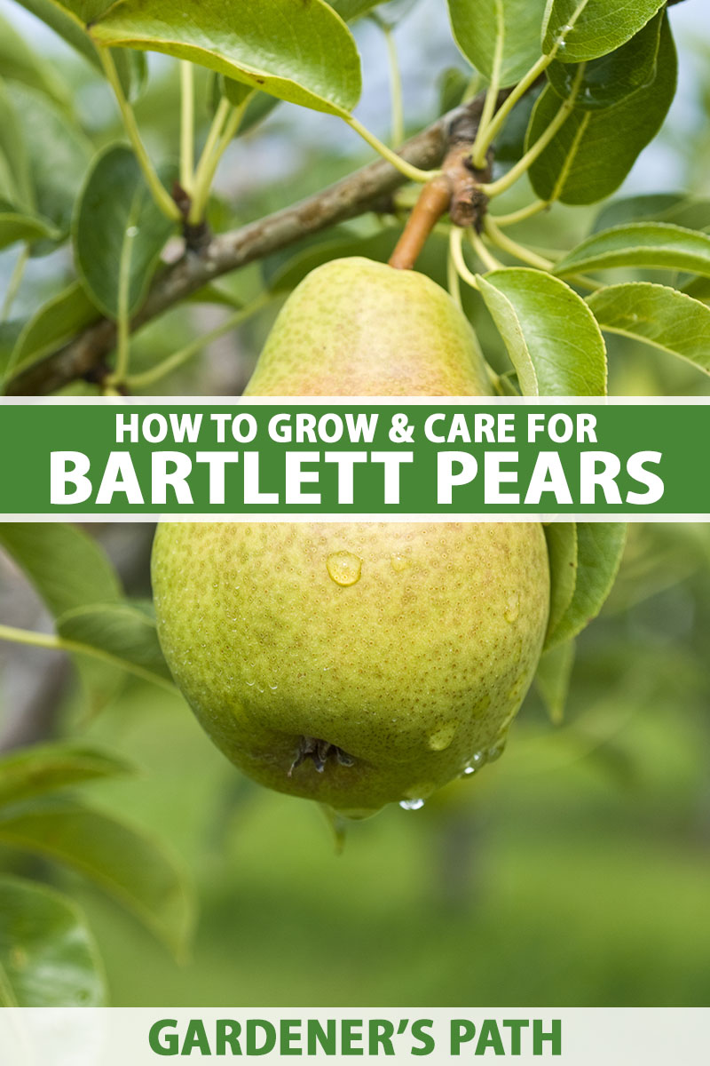A close up vertical image of a single 'Bartlett' pear hanging from the branch, surrounded by foliage, pictured on a soft focus background. To the center and bottom of the frame is green and white printed text.