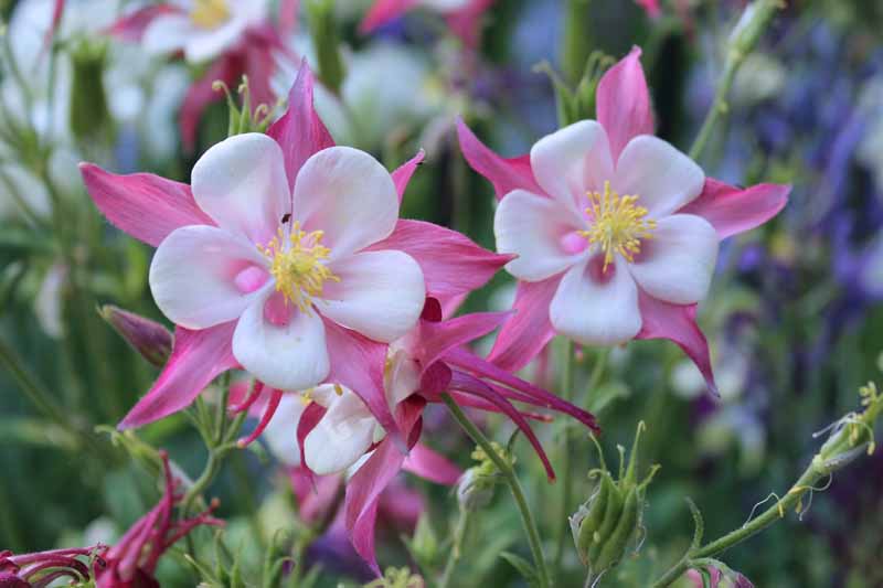 Pink and white columbine flowers with white centers.