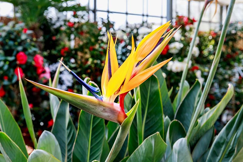 A close up horizontal image of a bright Strelizia reginae growing in a large indoor garden.