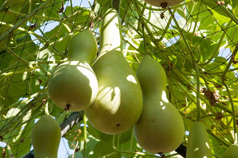 A close up horizontal image of Lagenaria siceraria fruits growing vertically on a trellis pictured in light filtered sunshine.