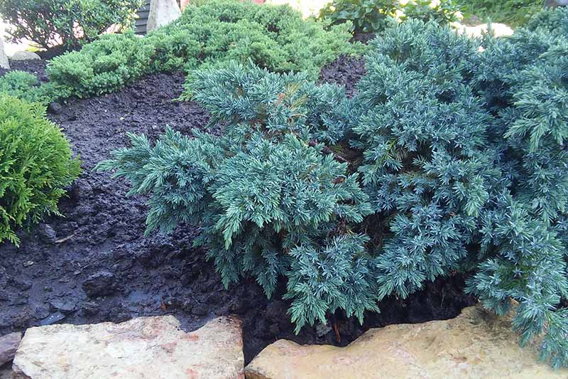 A close up horizontal image of a large creeping juniper (Juniperus squamata) growing in a garden border.