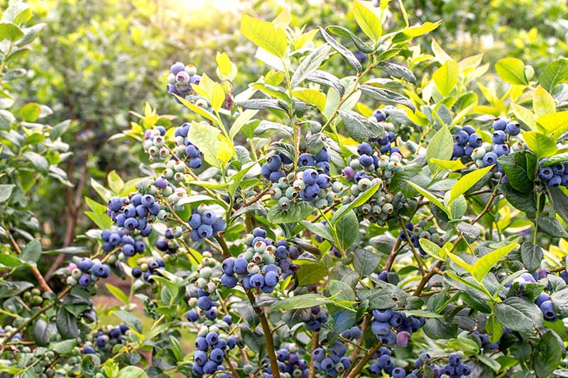 A close up horizontal image of a blueberry bush with ripe and unripe fruit pictured growing in the garden in bright sunshine.