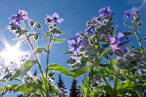 A close up of a mature Borago officinalis plant with delicate blue, star-shaped flowers growing in the garden with blue sky and sunshine in the background.