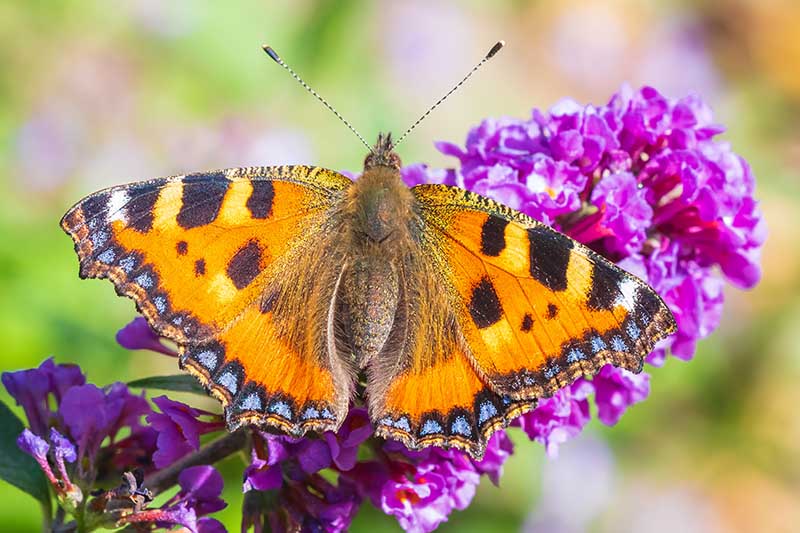 A close up horizontal image of a butterfly feeding on the nectar of a purple Buddleia flower pictured on a soft focus background.