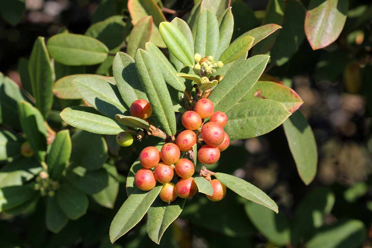 A close up horizontal image of little orange berries of the California coffeeberry (Frangula californica) pictured in bright sunshine.