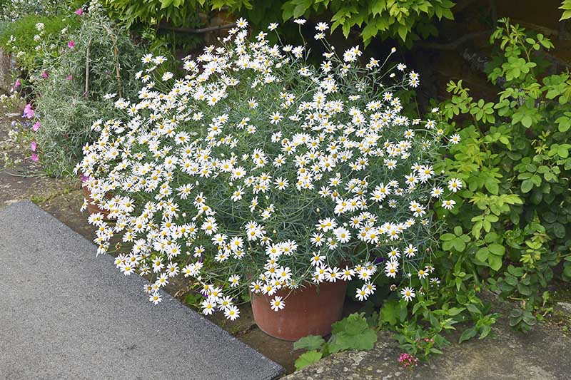 A close up of a Matricaria recutita plant growing in a container at the side of a pathway in the garden, surrounded by other perennials.