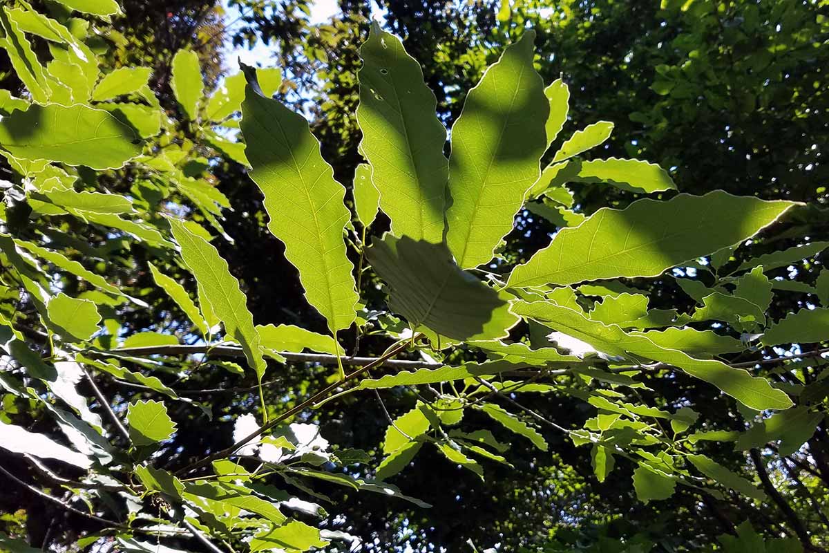 A close up horizontal image of the foliage of a chinkapin oak tree pictured in light filtered sunshine.