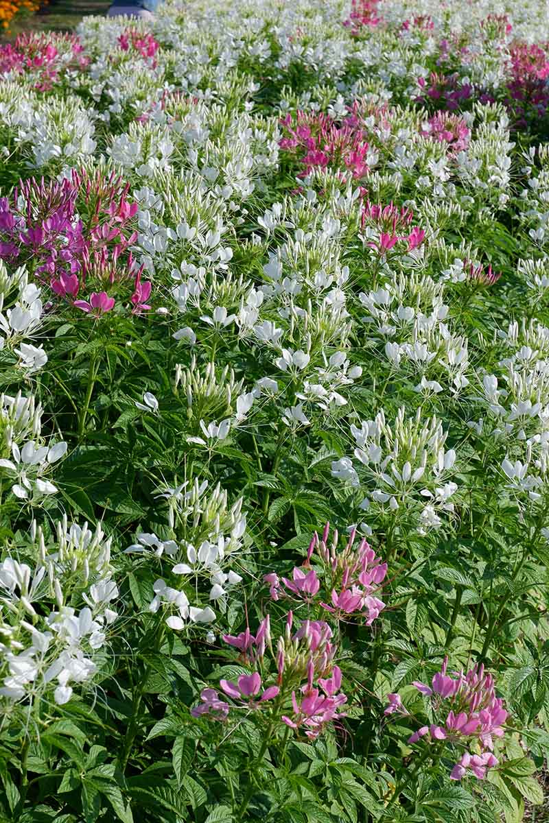 A vertical picture of C. hassleriana in a mass planting, with pink and white flowers.
