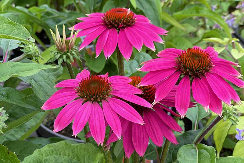 A close up horizontal image of bright pink coneflowers (echinacea) growing in the garden with foliage in soft focus background.