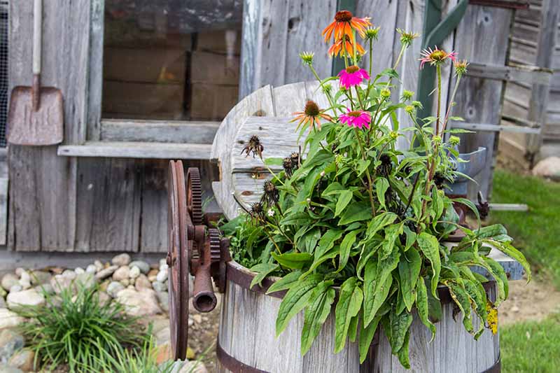 A close up horizontal image of coneflowers growing in a rustic wooden container in the garden.