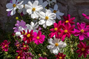 A close up horizontal image of pink, red, and white cosmos flowers growing by a stone wall pictured in light filtered sunshine.