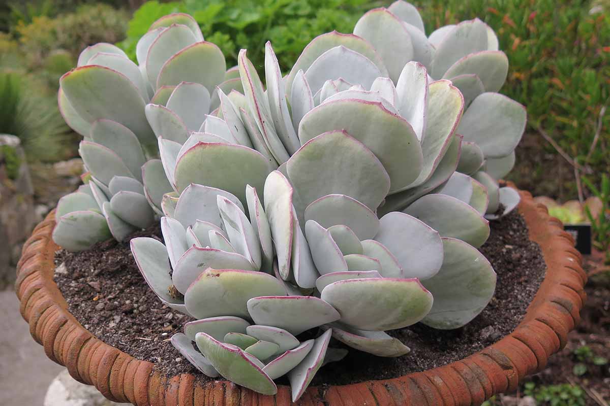 A close up horizontal image of a silver jade plant growing in a terra cotta pot outdoors.
