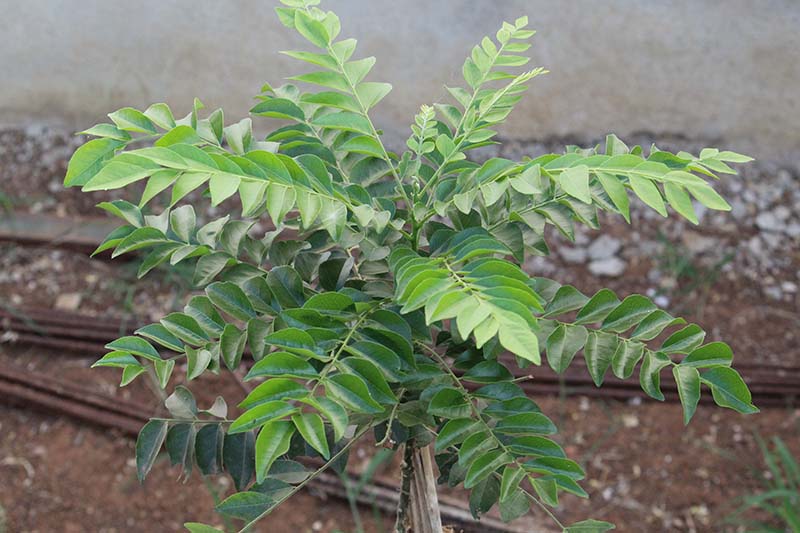 A close up horizontal image of a curry leaf tree growing in a pot outdoors.