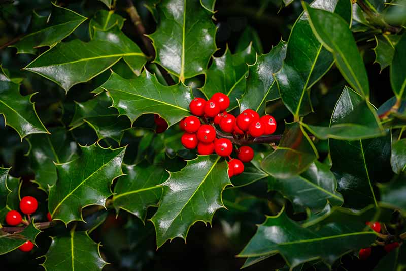 A close up horizontal image of the glossy green leaves and bright red berries of English, aka common, holly (Ilex aquifolium) growing in the garden.