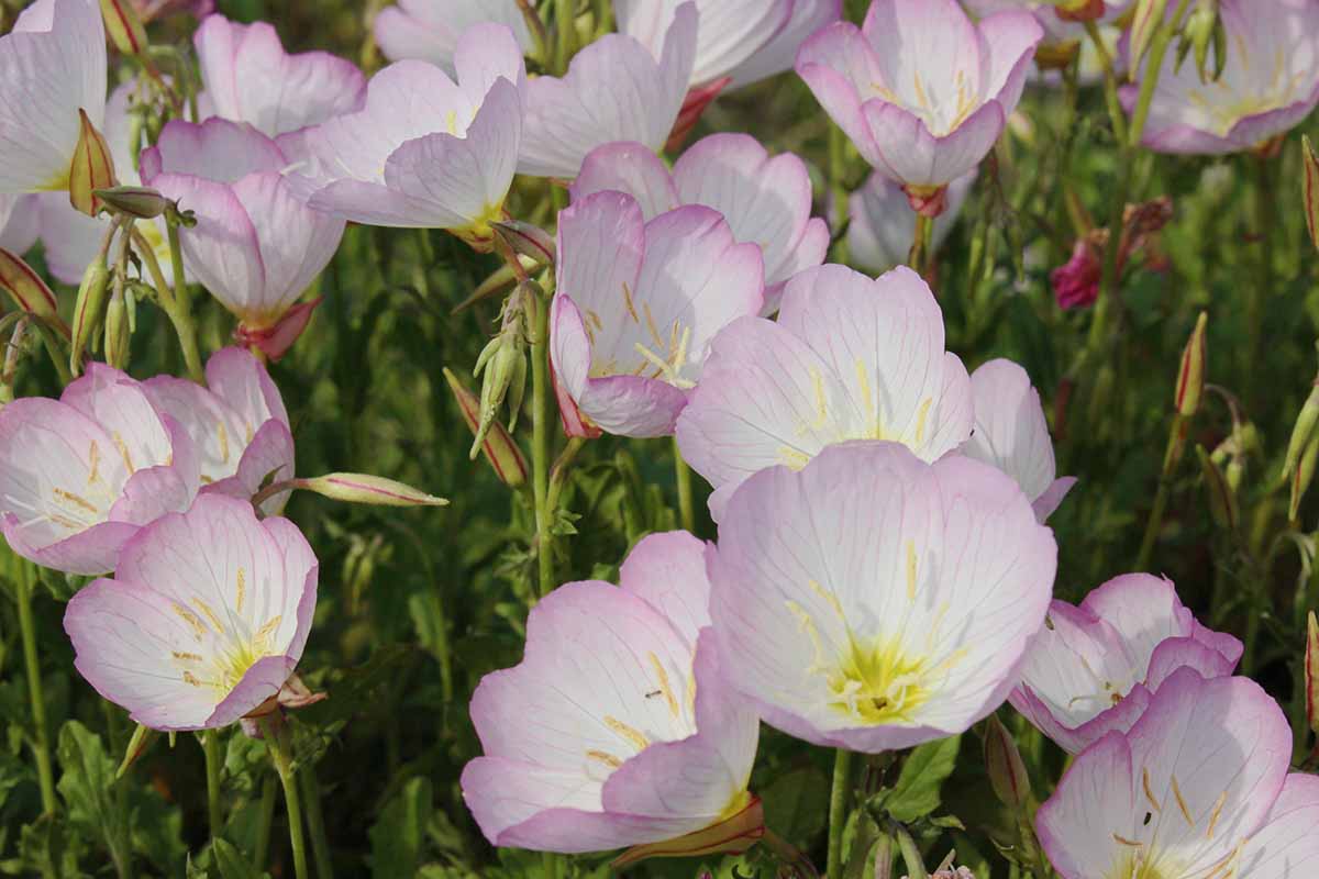 A close up horizontal image of pink and white evening primrose (Oenothera) flowers growing in the garden.