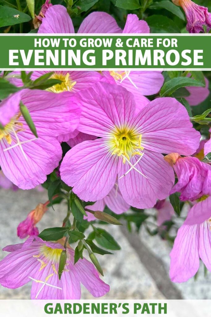 A close up vertical image of deep pink evening primrose (Oenothera) flowers growing in a pot. To the top and bottom of the frame is green and white printed text.