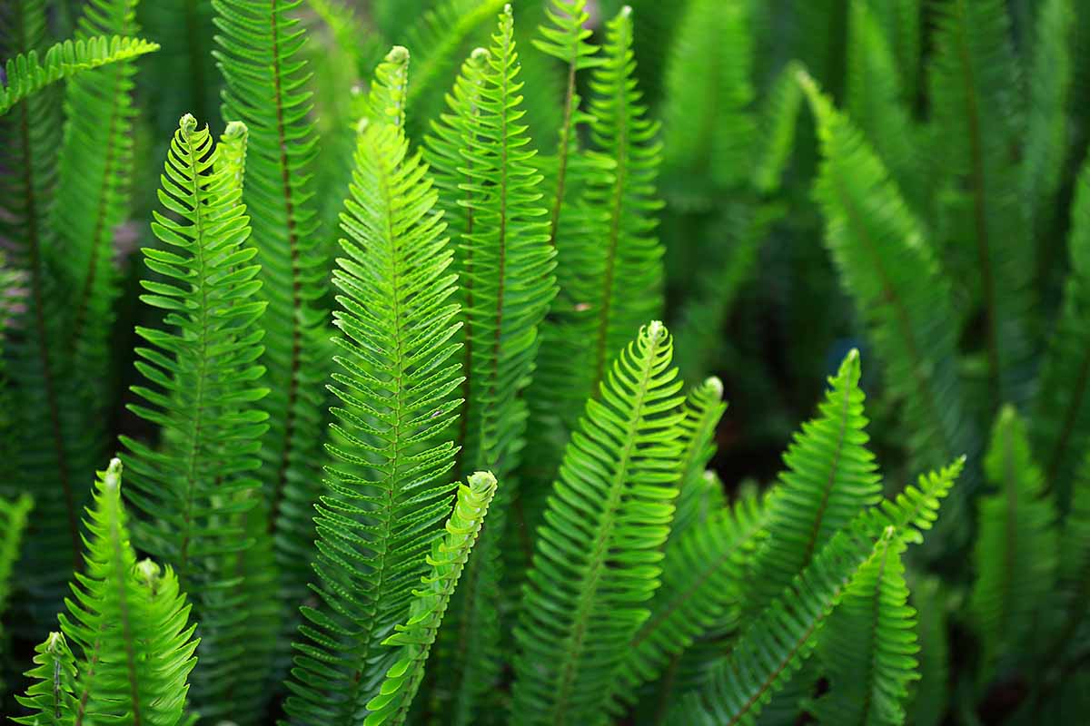 A close up horizontal image of sword fern foliage growing in the garden pictured artistically in light sunshine fading to soft focus in the background.