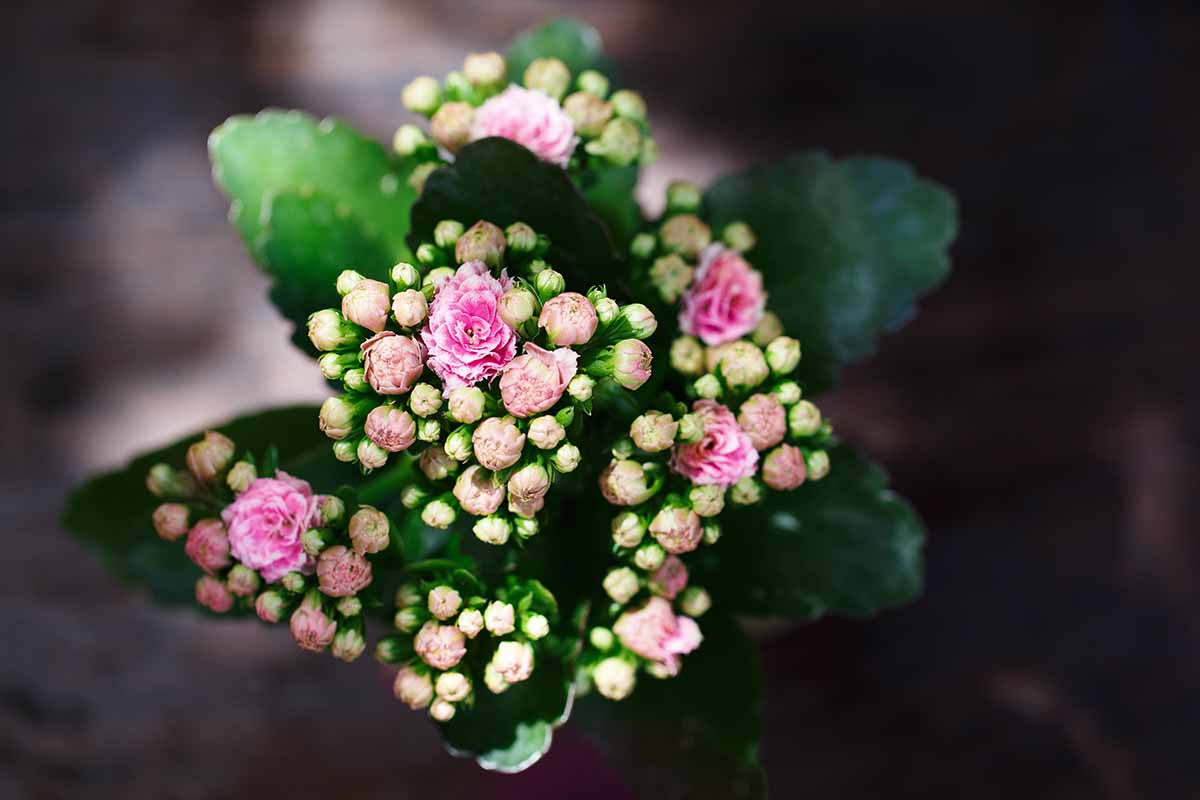A close up horizontal image of the delicate flowers of flaming Katy (florist's kalanchoe) pictured on a dark soft focus background.