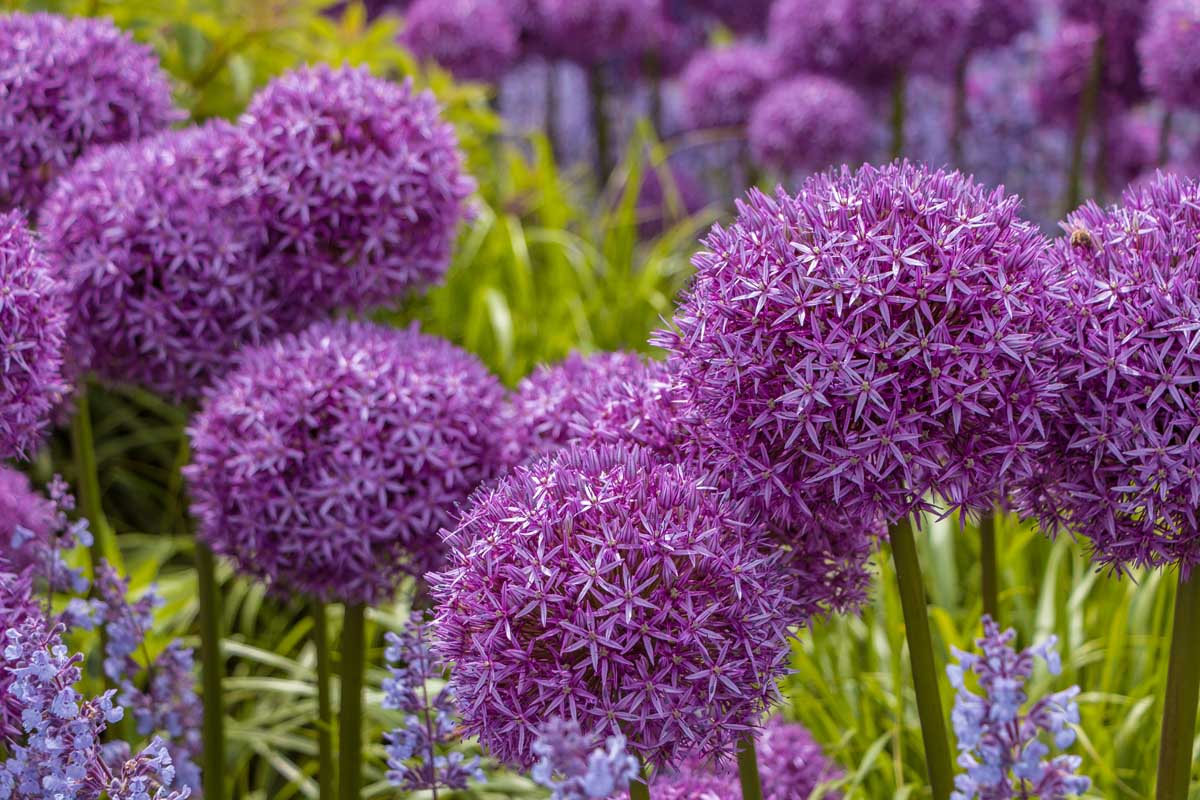 A close up horizontal image of purple flowering alliums growing in the garden pictured on a soft focus background.