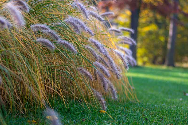 A close up horizontal image of ornamental Pennisetum grass growing in a garden with a lawn to the right of the frame and trees in soft focus in the background.