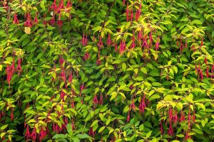 A close up horizontal image of a hardy fuchsia shrub with red flowers growing in the garden.