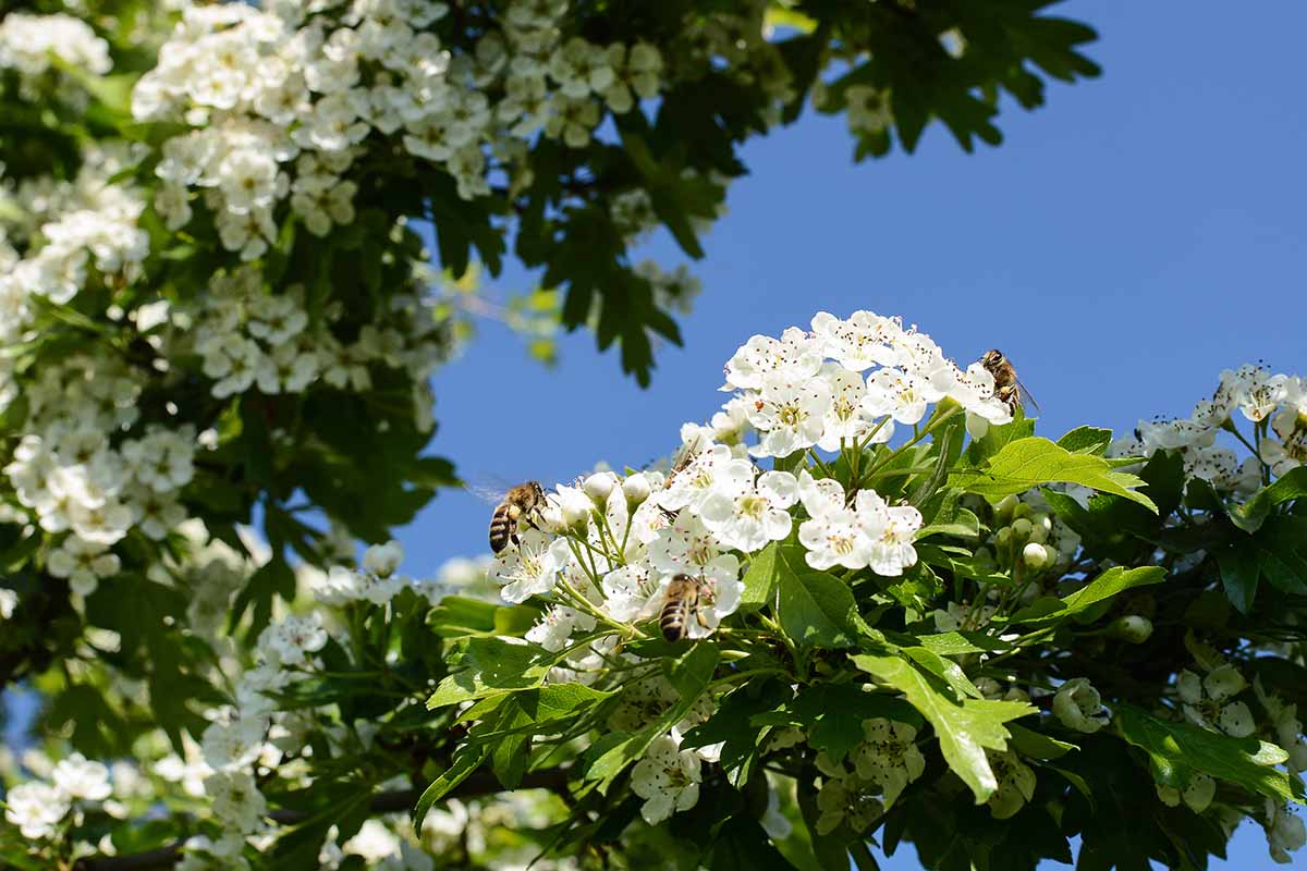 A horizontal image of a flowering hawthorn tree with bees collecting nectar from the blooms pictured in bright sunshine on a blue sky background.