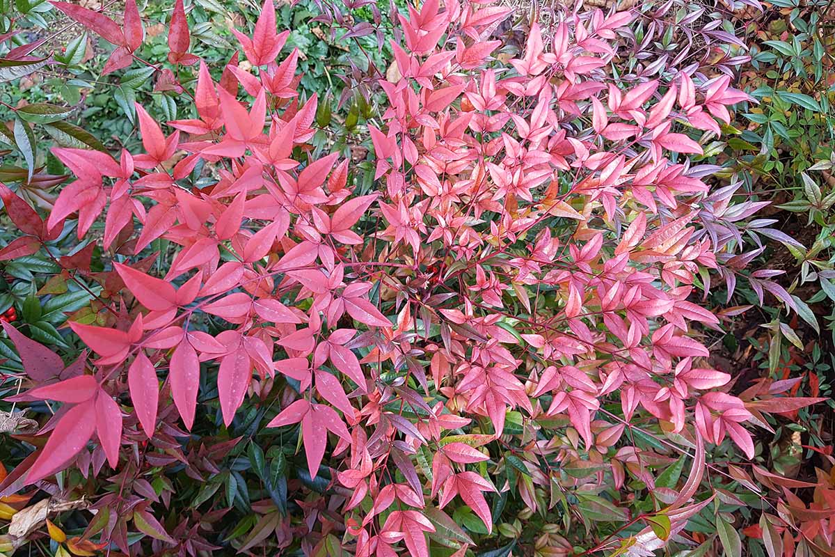 A close up horizontal image of the bright red foliage of a heavenly bamboo (Nandina domestica) plant growing in the garden.