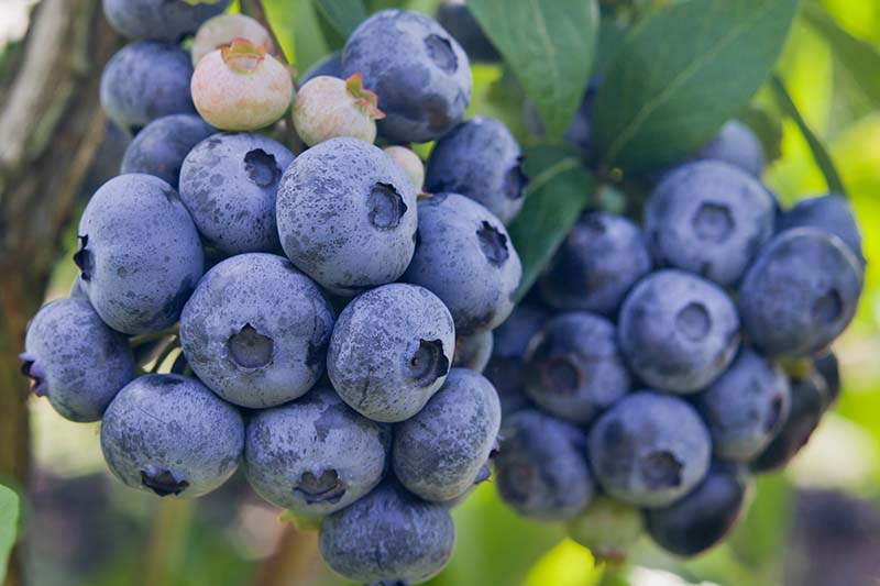 A close up horizontal image of a cluster of highbush blueberries (Vaccinium corymbosum) ready to harvest pictured in filtered sunshine on a soft focus background.