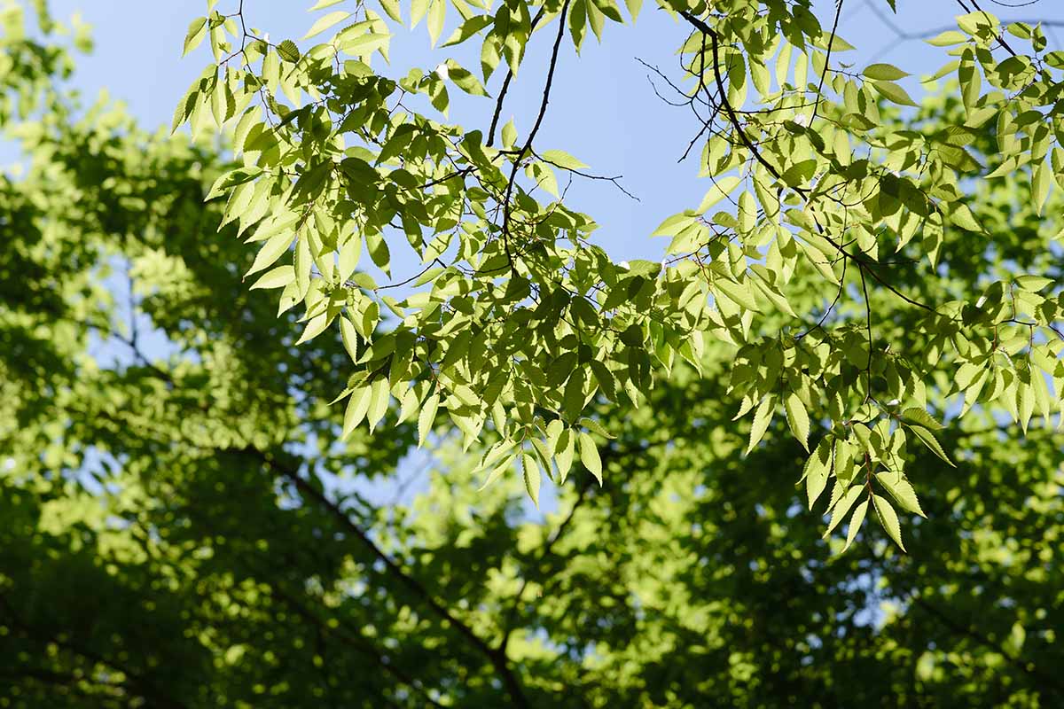 A close up horizontal image of the foliage of a Japanese Zelkova serrata tree growing in the landscape, pictured in light sunshine on a blue sky background.