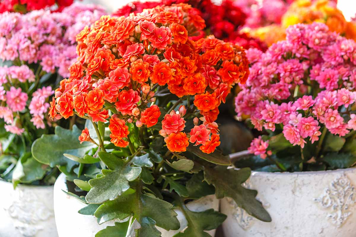 A close up horizontal image of colorful kalanchoe plants growing in pots.