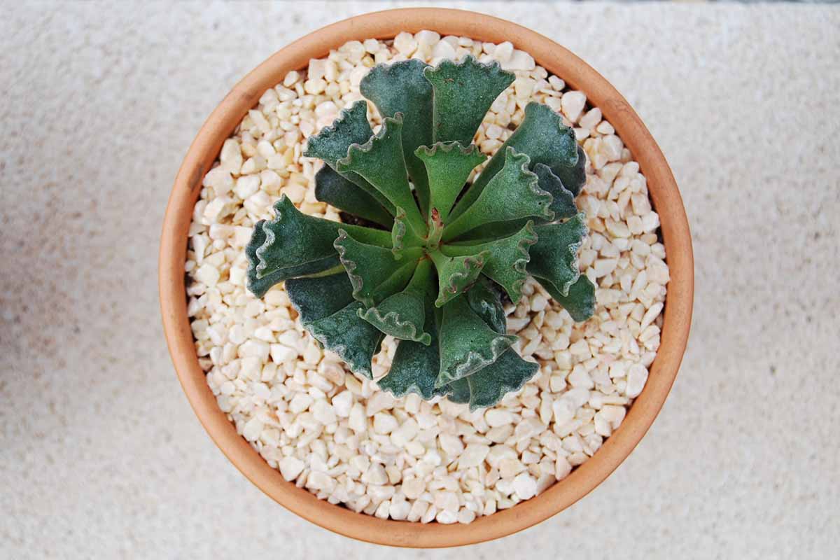 A close up top down image of a key lime pie plant (Adromischus cristatus) growing in a terra cotta pot set on a white surface.
