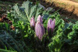 A close up horizontal image of the purple flowers and deep green leaves of mandrake (Mandragora) plants pictured in light sunshine.