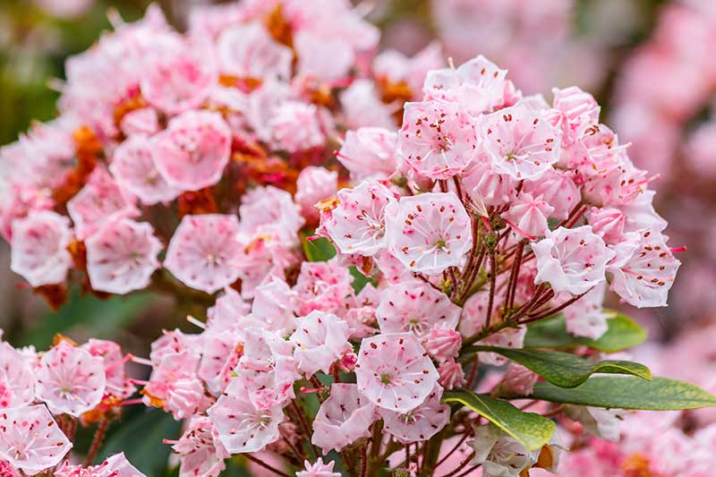 A close up horizontal image of pink and white Kalmia latifolia flowers pictured on a soft focus background.