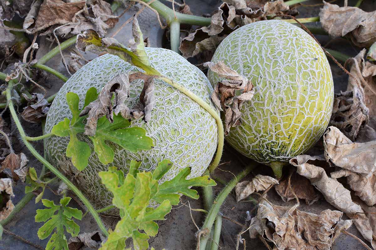 A close up horizontal image of muskmelons growing in the garden surrounded by dead or dying foliage.