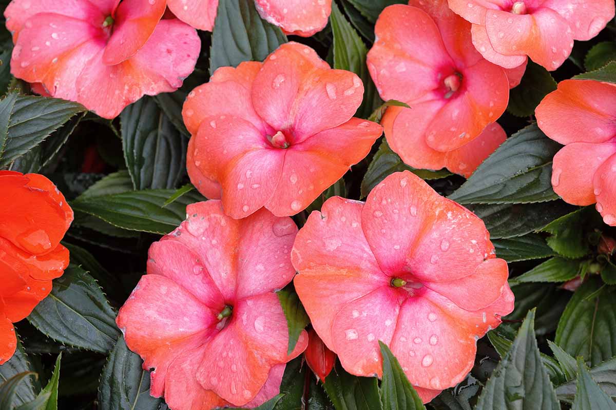 A close up horizontal image of New Guinea impatiens flowers surrounded by deep green foliage.
