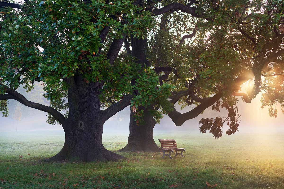 A horizontal image of two large oak trees with a bench underneath them pictured in evening sunshine.