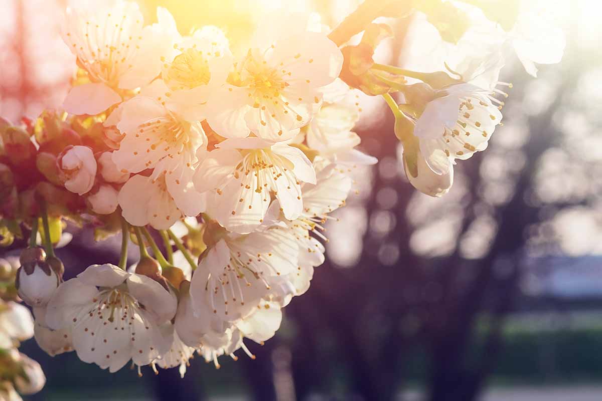 A close up horizontal image of a cluster of ornamental cherry flowers pictured in evening sunshine on a soft focus background.