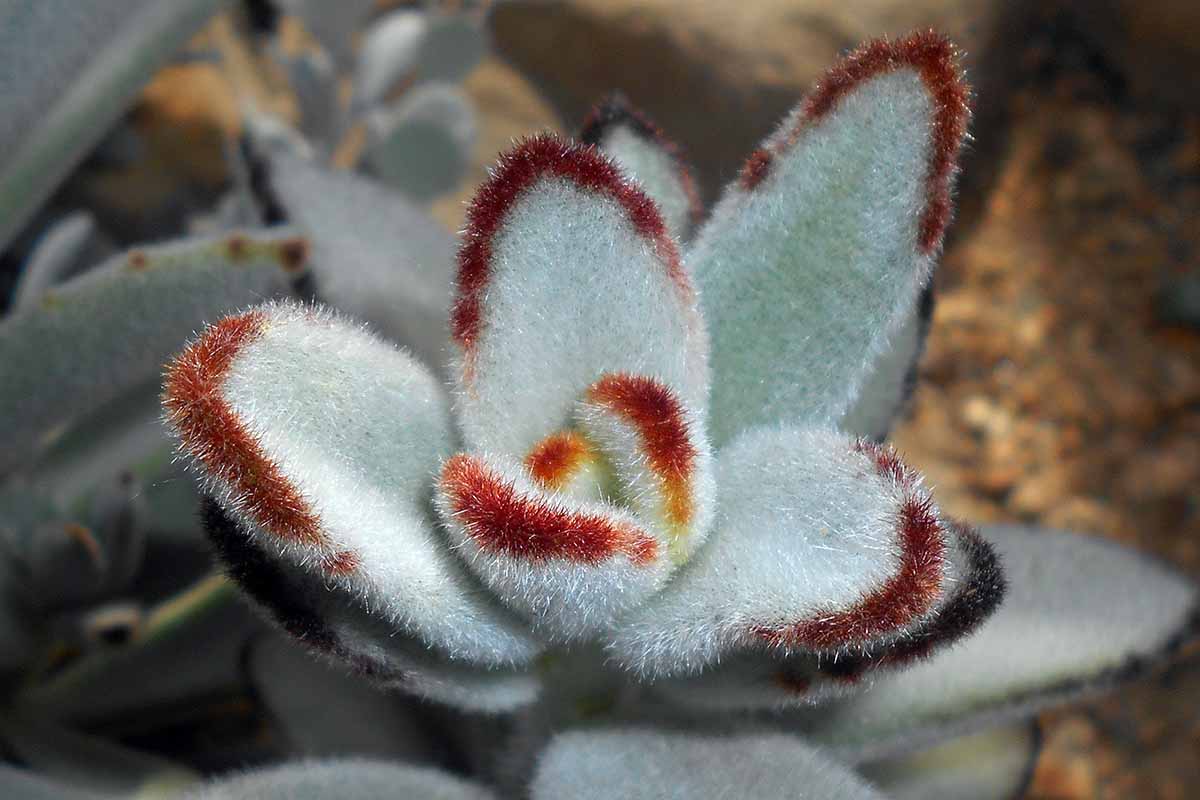 A close up horizontal image of the fuzzy blue-green foliage, tipped in brown of a panda plant (Kalanchoe tomentosa) growing in a pot.